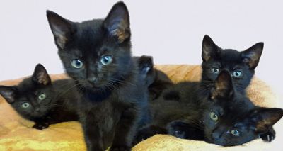 Five kittens rescued from under shed
